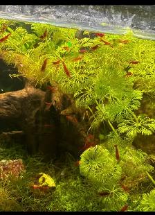 neocardina shrimp