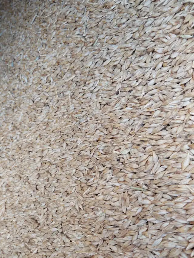 Feed Barley