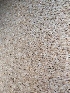 Feed Barley