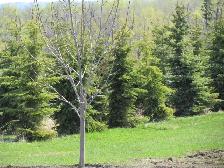 Bare acreage lot For Sale in Meadowbrook Views at Gull Lake - Photo 7