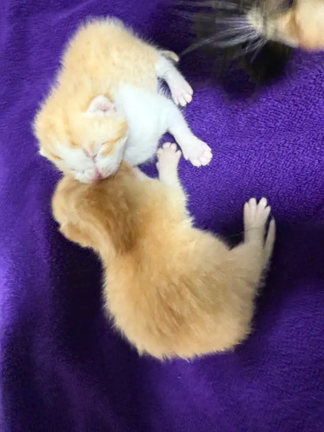 Male orange tabby kitties 2 available - Photo 2