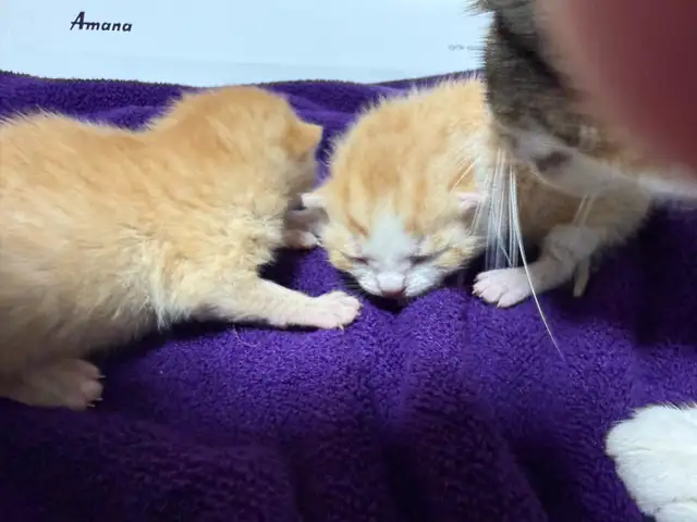 Male orange tabby kitties 2 available - Photo 3