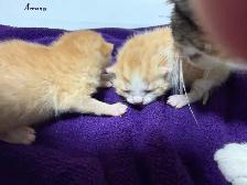 Male orange tabby kitties 2 available - Photo 3