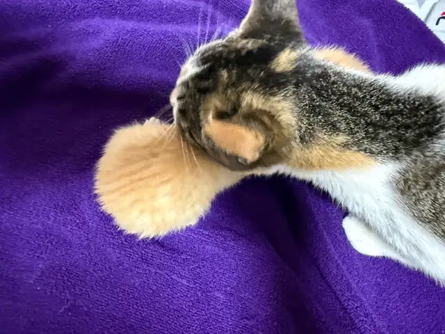 Male orange tabby kitties 2 available - Photo 4