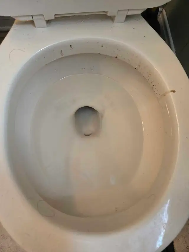 SPRING CLEANING LADY (613) 501-0354 - Photo 7