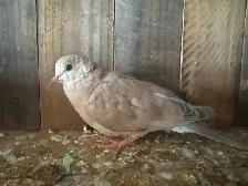 Doves for roaming - Photo 2