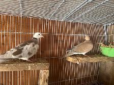 Doves for roaming - Photo 3
