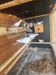 Doves for roaming - Photo 4