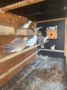 Doves for roaming - Photo 5