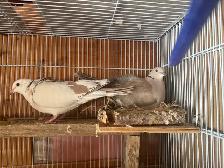 Doves for roaming - Photo 6