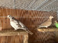 Doves for roaming - Photo 7