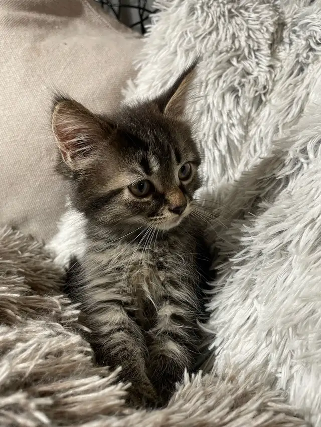 chaton à vendre - Photo 2