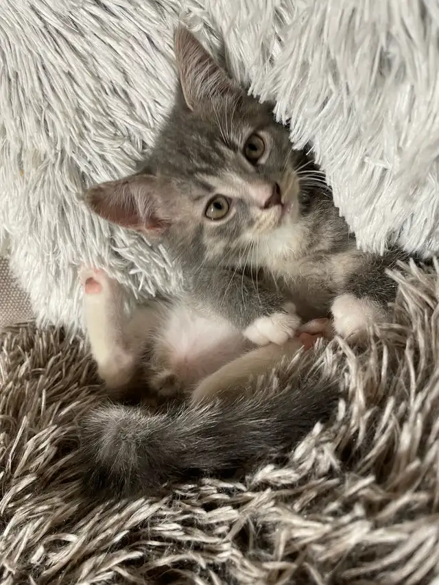 chaton à vendre - Photo 3