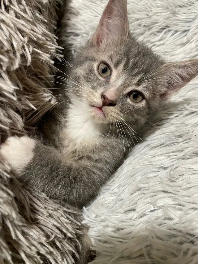 chaton à vendre - Photo 4