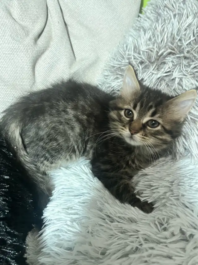 chaton à vendre - Photo 5