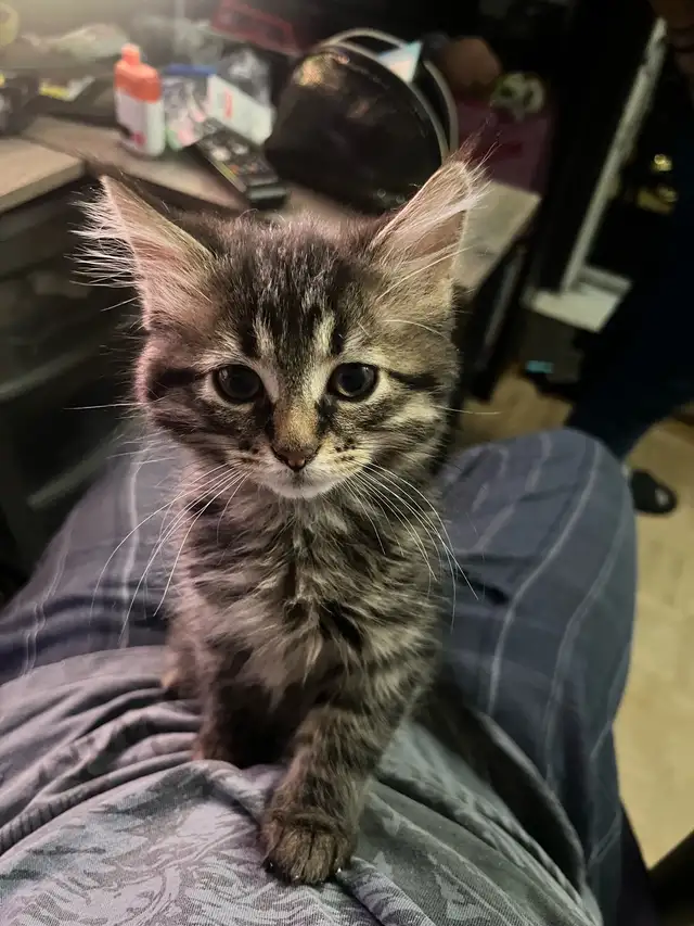 chaton à vendre - Photo 6