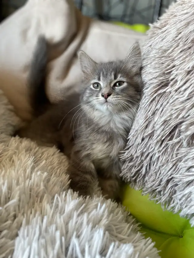 chaton à vendre - Photo 7