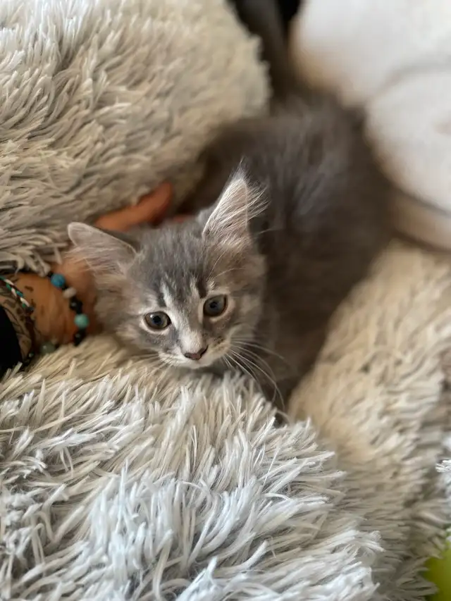 chaton à vendre - Photo 8