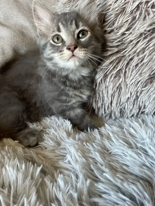 chaton à vendre - Photo 9