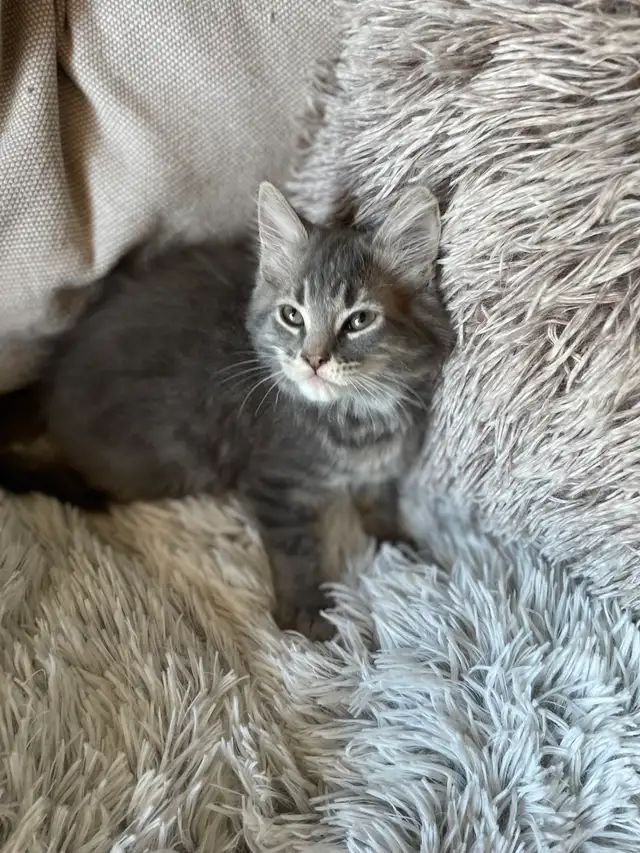 chaton à vendre - Photo 10