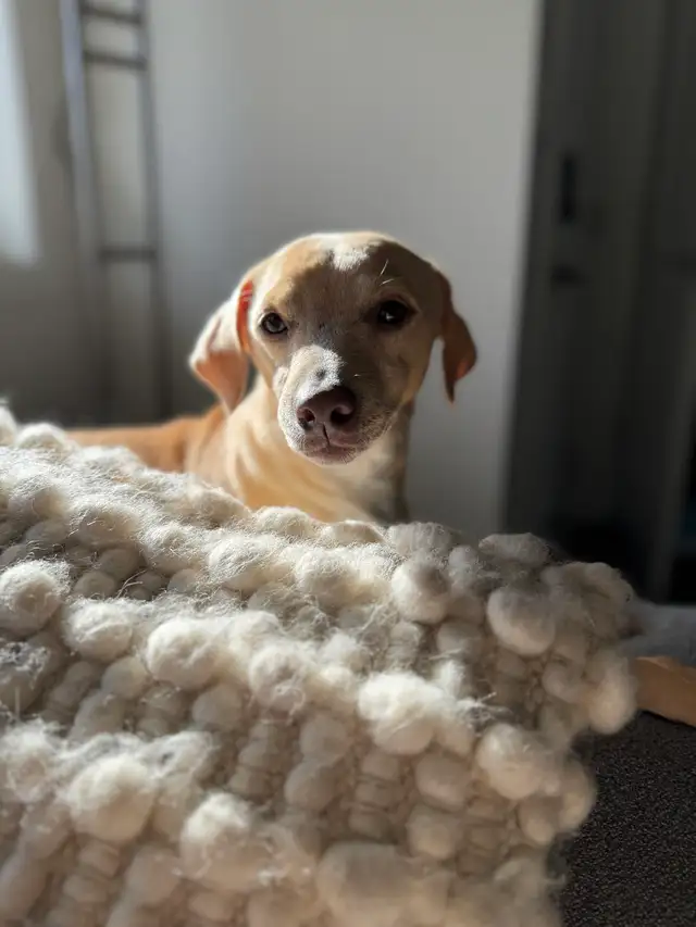 REHOME - 5 year old Italian greyhound/chihuahua mix