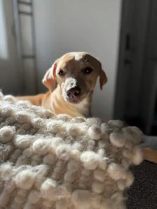 REHOME - 5 year old Italian greyhound/chihuahua mix