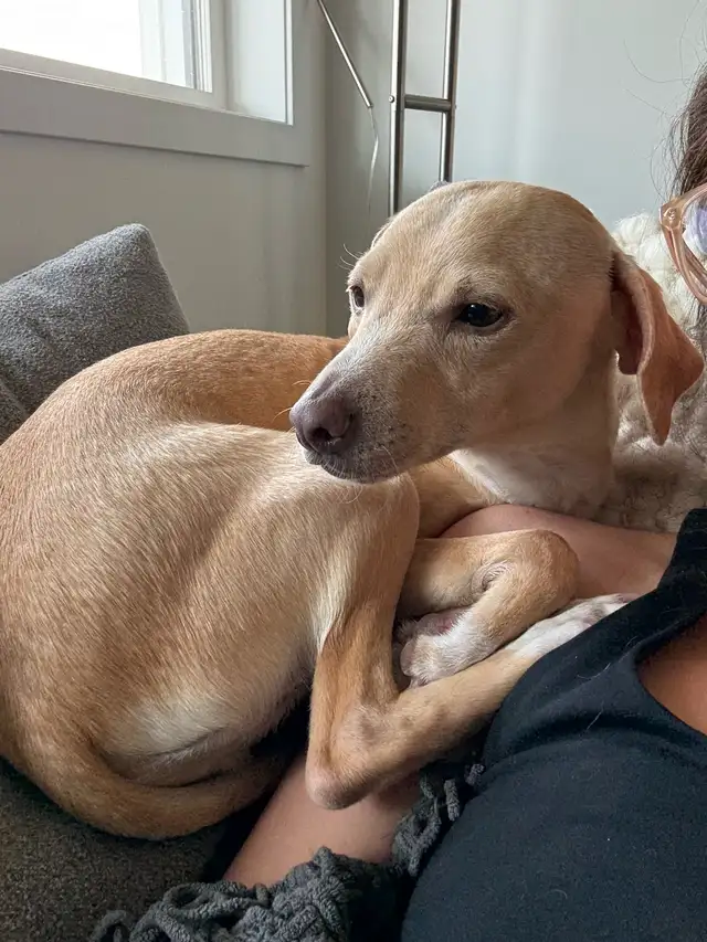 REHOME - 5 year old Italian greyhound/chihuahua mix - Photo 2