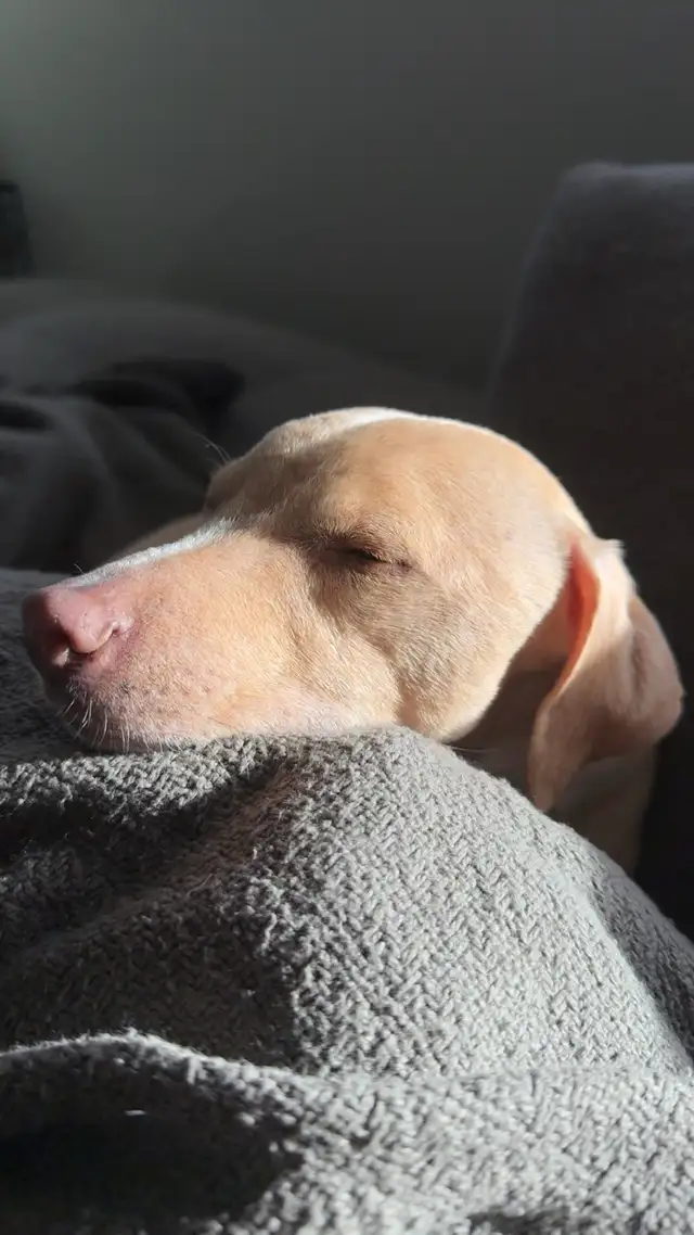 REHOME - 5 year old Italian greyhound/chihuahua mix - Photo 3