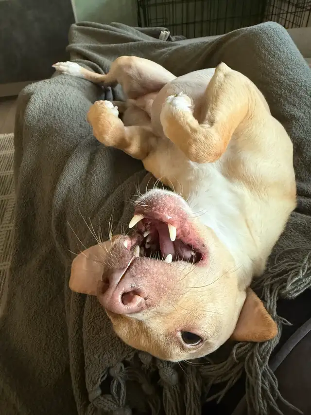 REHOME - 5 year old Italian greyhound/chihuahua mix - Photo 4