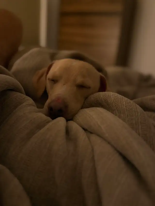 REHOME - 5 year old Italian greyhound/chihuahua mix - Photo 5