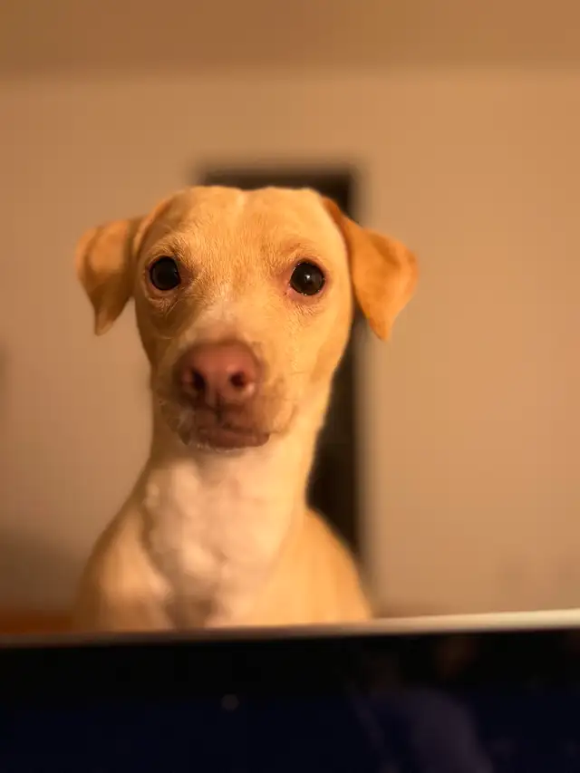 REHOME - 5 year old Italian greyhound/chihuahua mix - Photo 6