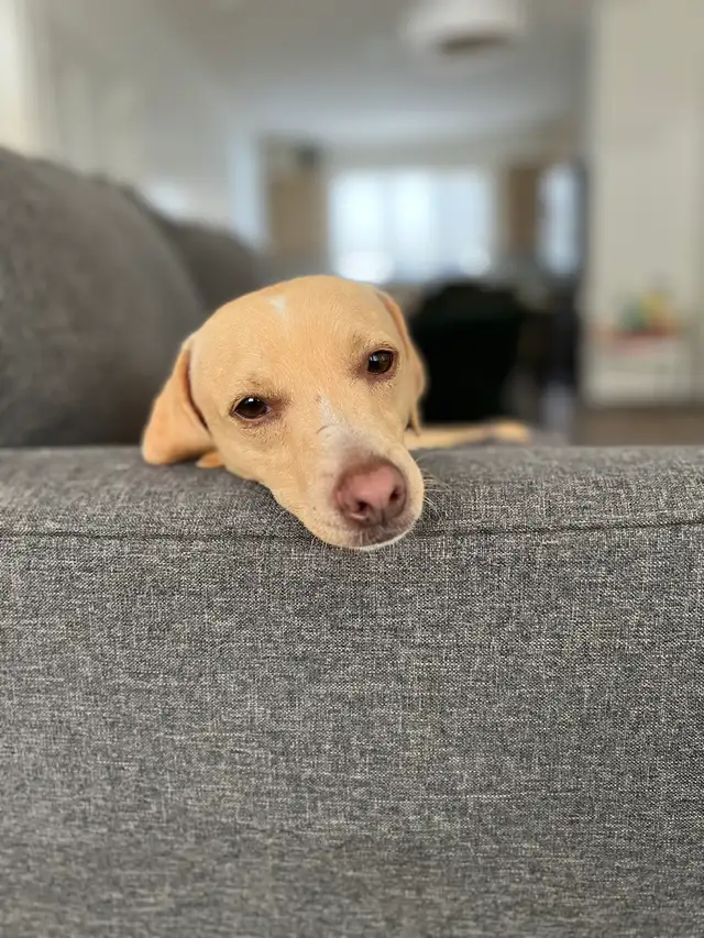 REHOME - 5 year old Italian greyhound/chihuahua mix - Photo 7