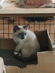 chaton à adopter - Photo 2