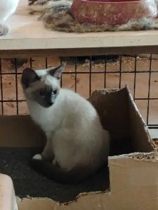 chaton à adopter - Photo 3