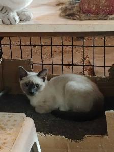 chaton à adopter - Photo 4