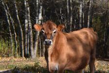 Vache Jersey midsize