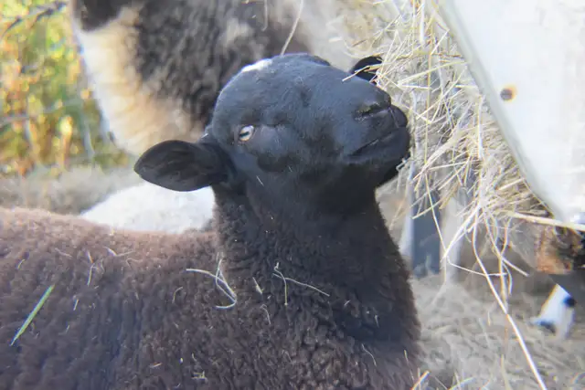 2 béliers (moutons)