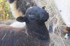 2 béliers (moutons)