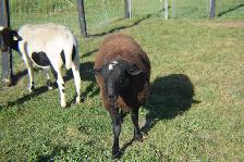 2 béliers (moutons) - Photo 2