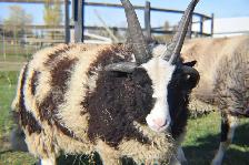 2 béliers (moutons) - Photo 3