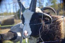 2 béliers (moutons) - Photo 5