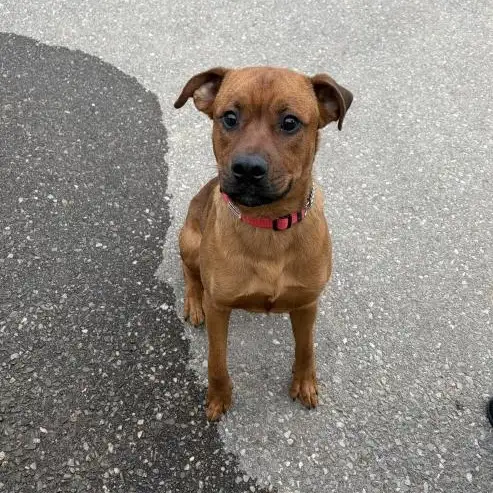 Rusty - Energetic Boxer Mix available for Adoption