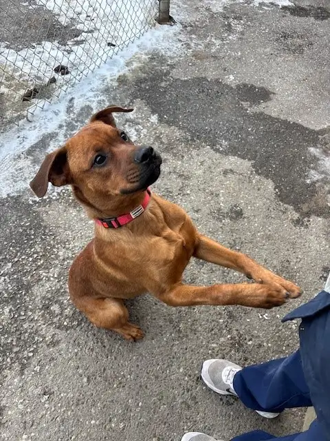Rusty - Energetic Boxer Mix available for Adoption - Photo 2
