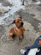 Rusty - Energetic Boxer Mix available for Adoption - Photo 3