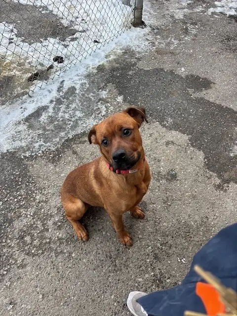 Rusty - Energetic Boxer Mix available for Adoption - Photo 4