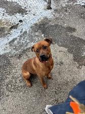 Rusty - Energetic Boxer Mix available for Adoption - Photo 4