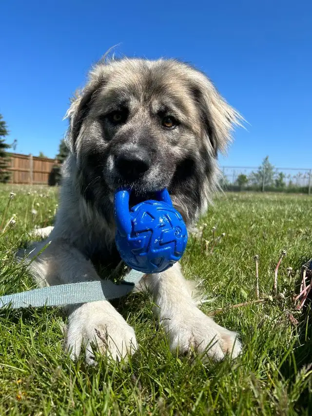 Athena - Caucasian Sheepdog Waiting for her Forever Family