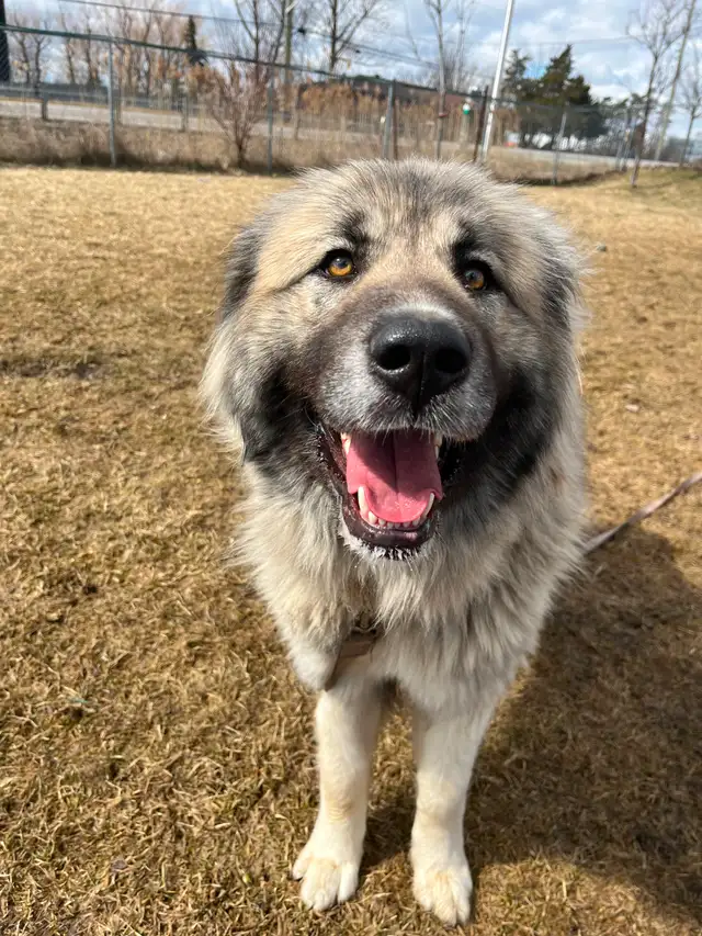Athena - Caucasian Sheepdog Waiting for her Forever Family - Photo 3