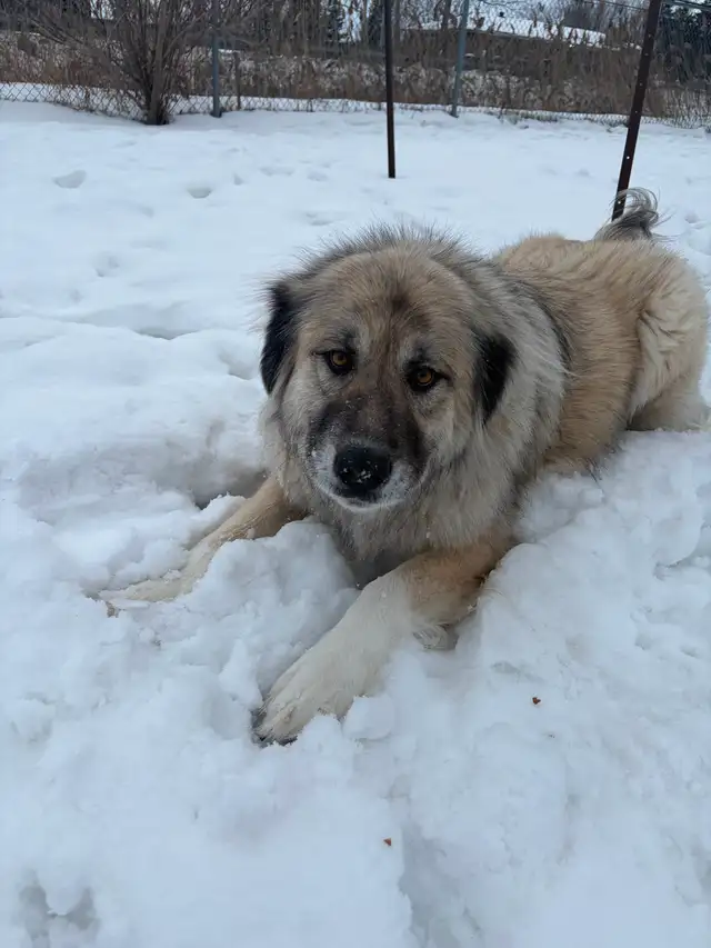 Athena - Caucasian Sheepdog Waiting for her Forever Family - Photo 4