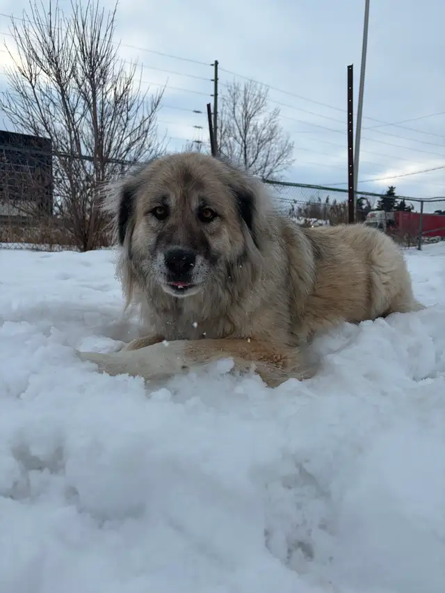 Athena - Caucasian Sheepdog Waiting for her Forever Family - Photo 5
